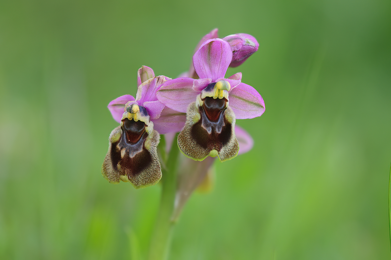 3808 Orphys Tenthredinifera 2025-03-12 Bw shc 1620