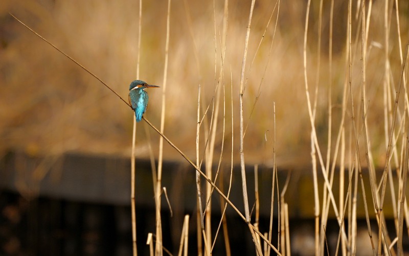 in het riet