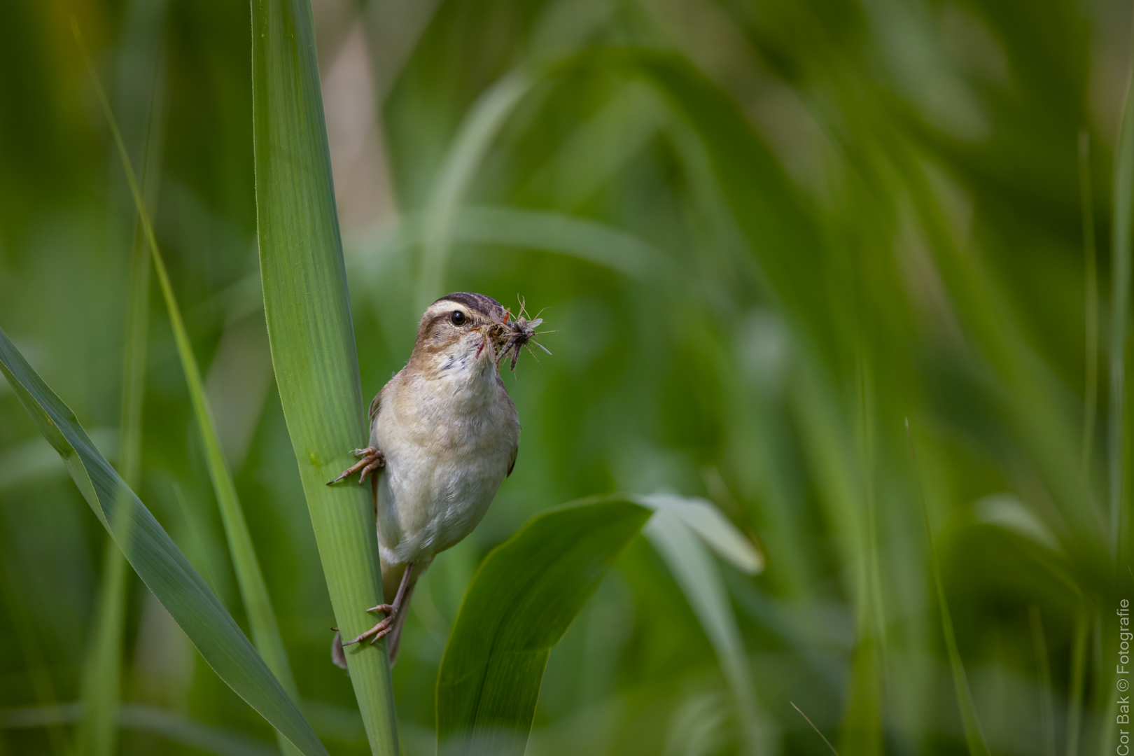 20250602-IMG_6500-bewerkt