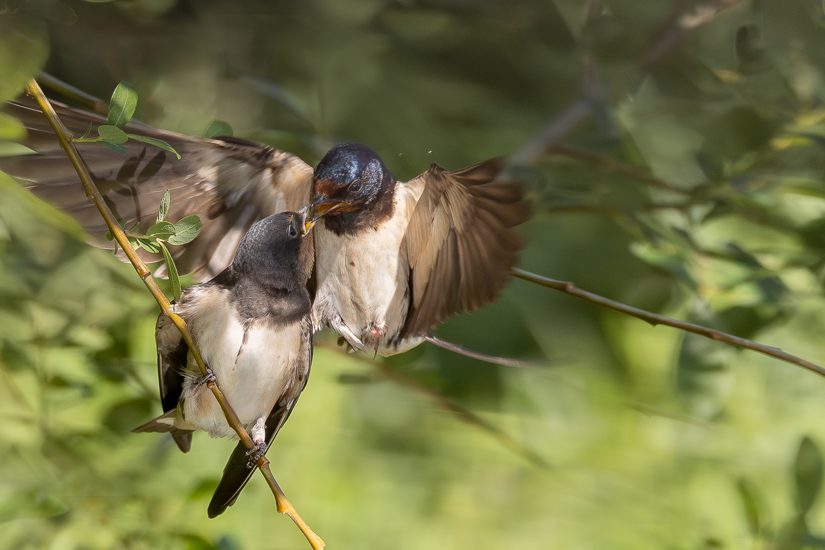 Boerenzwaluw_DDN_Veendam_June 2025