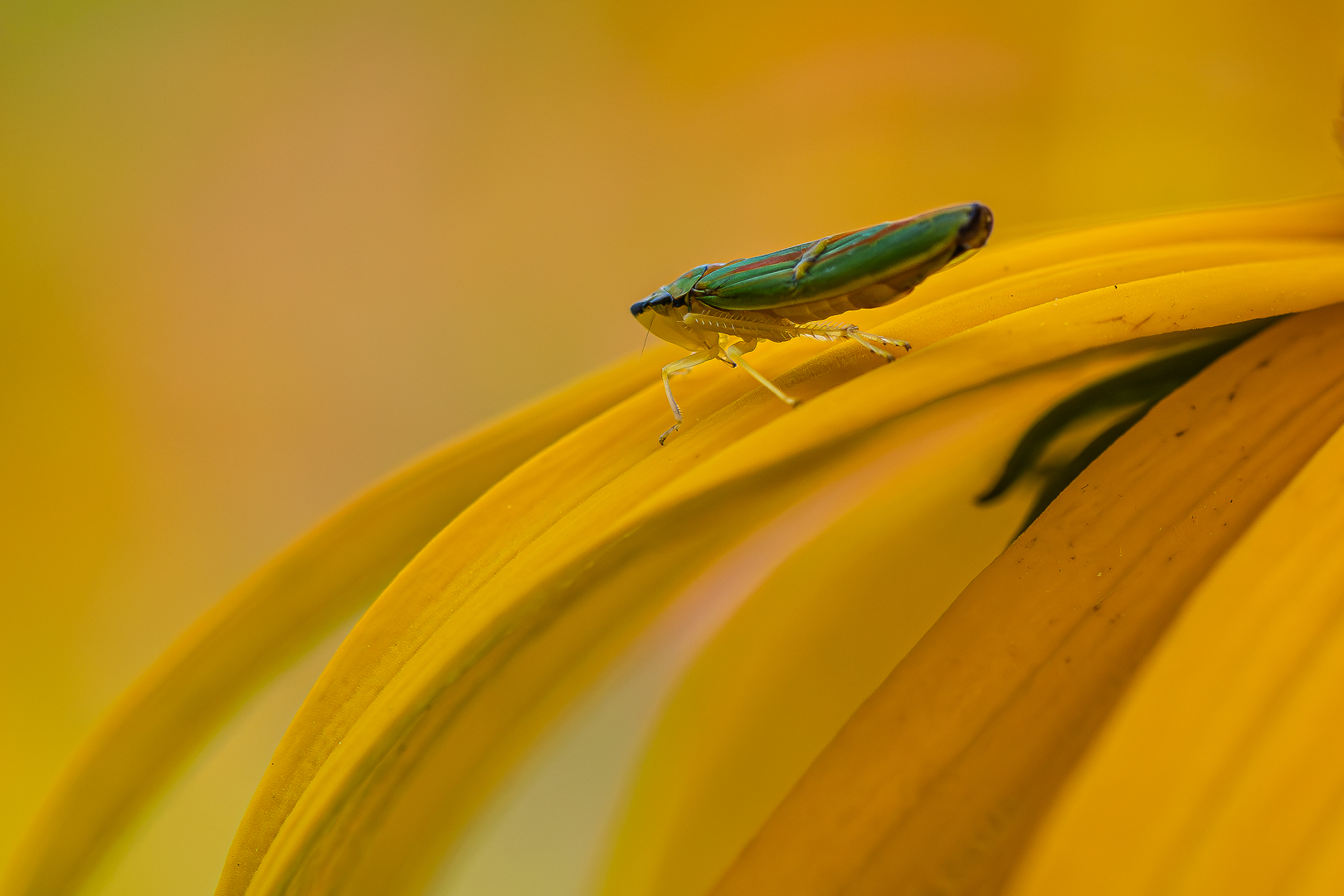 2024 tuin juli bewerkt (66 van 1)