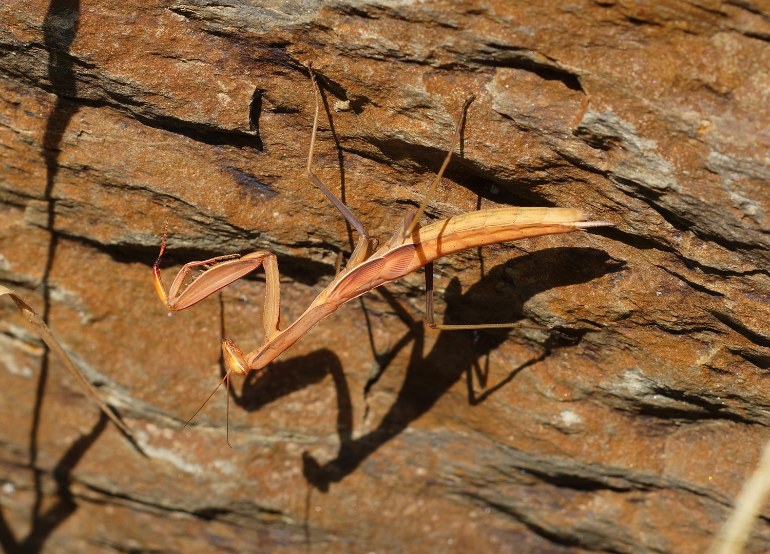 Europese bidsprinkhaan             