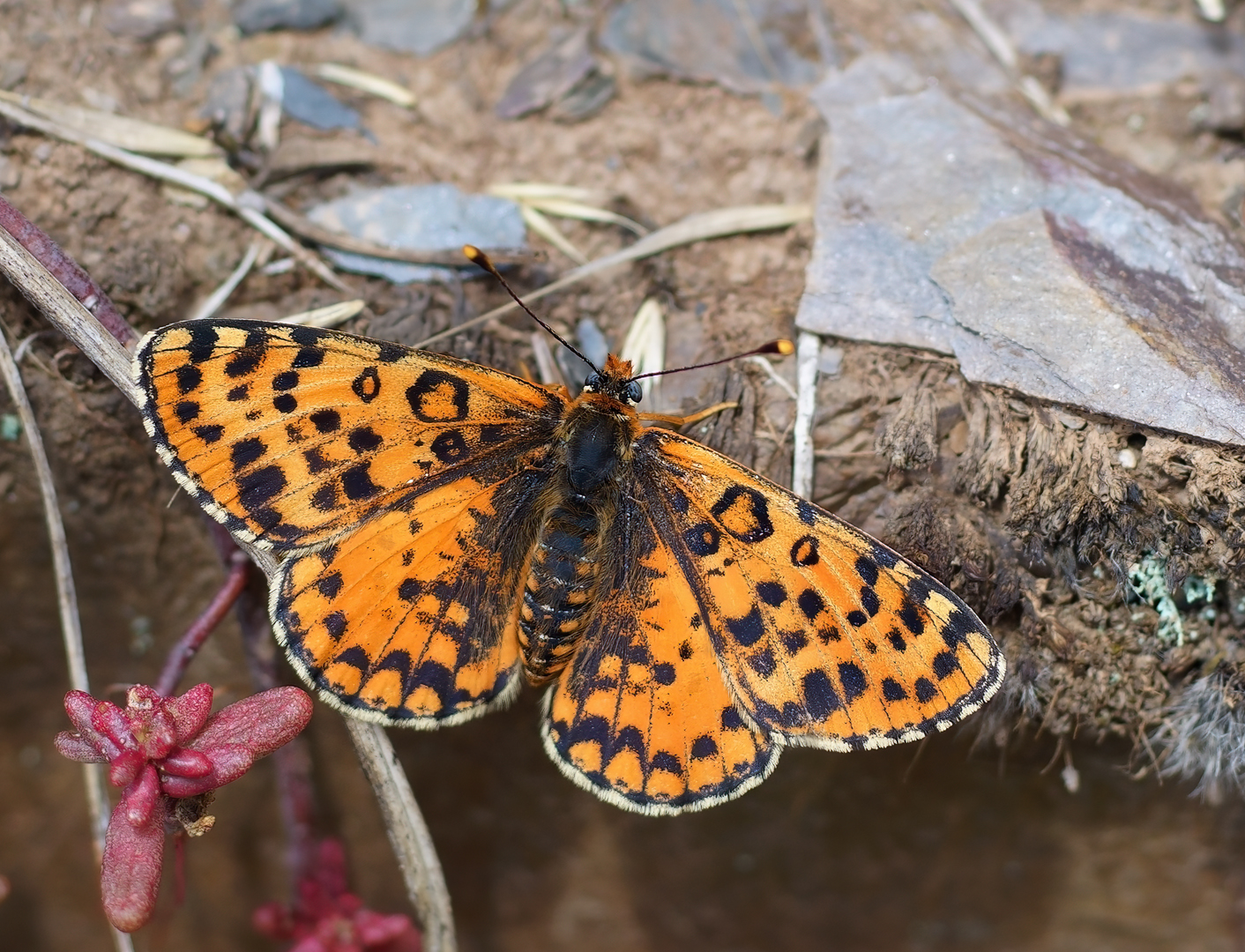 Tweekleurparelmoervlinder