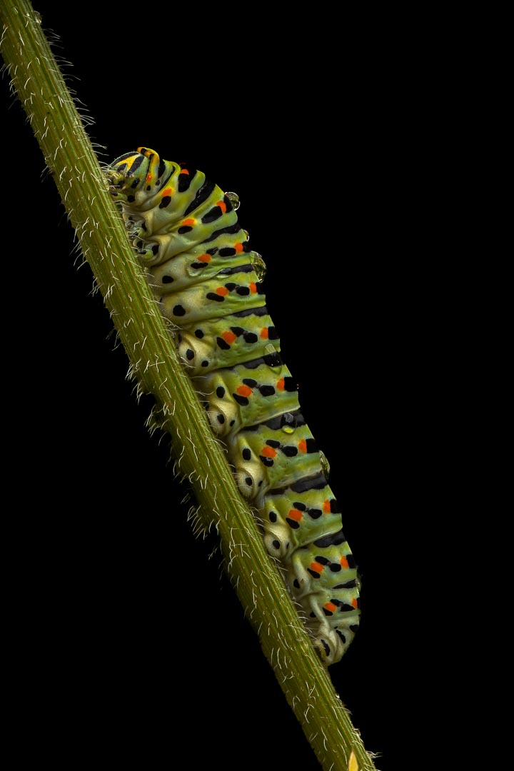 2025 tuin juli bewerkt-17