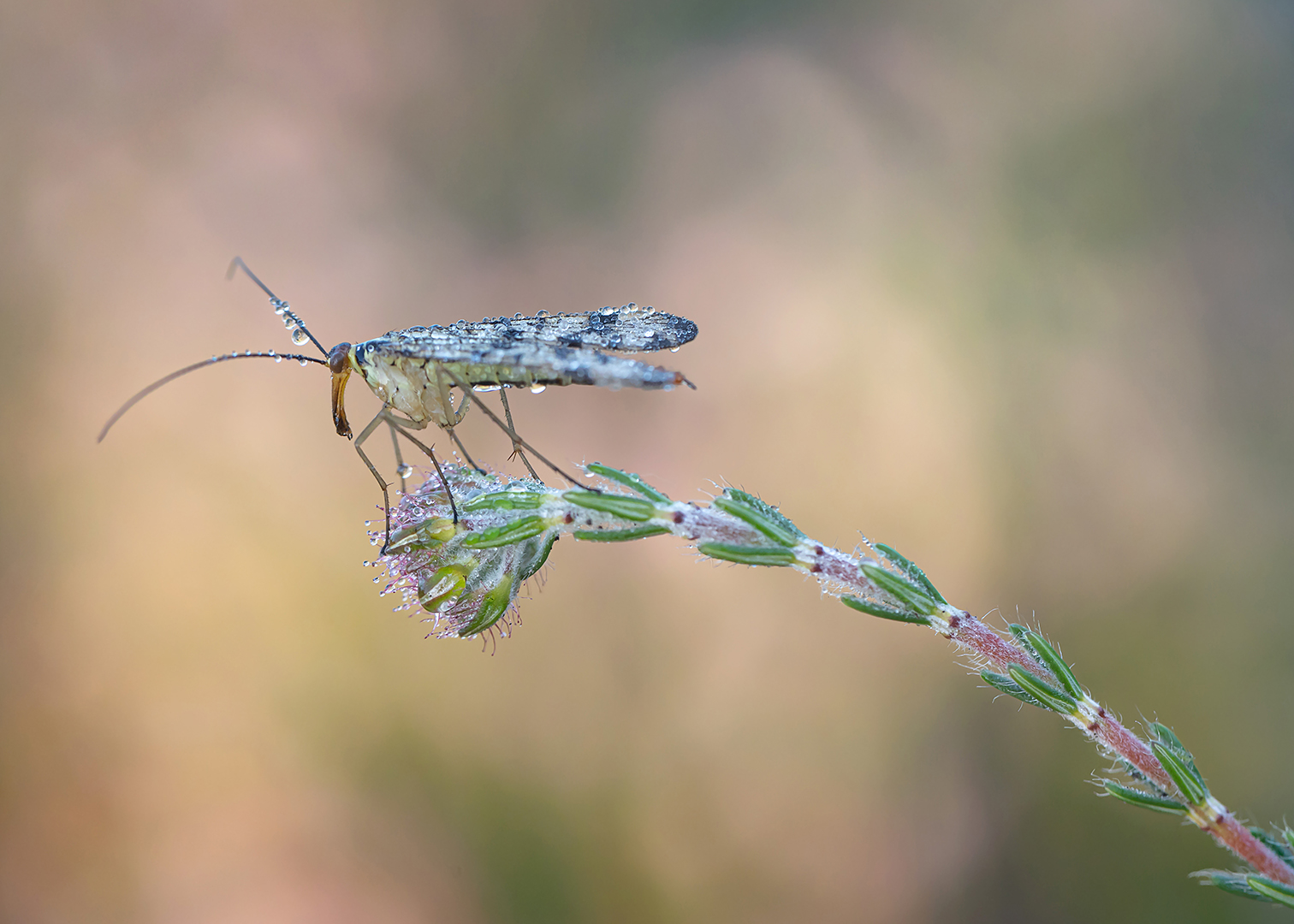 schorpioenvlieg202517deel