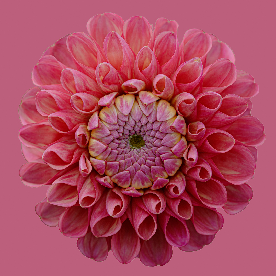 20250812_Dahlia-19-bewerkt