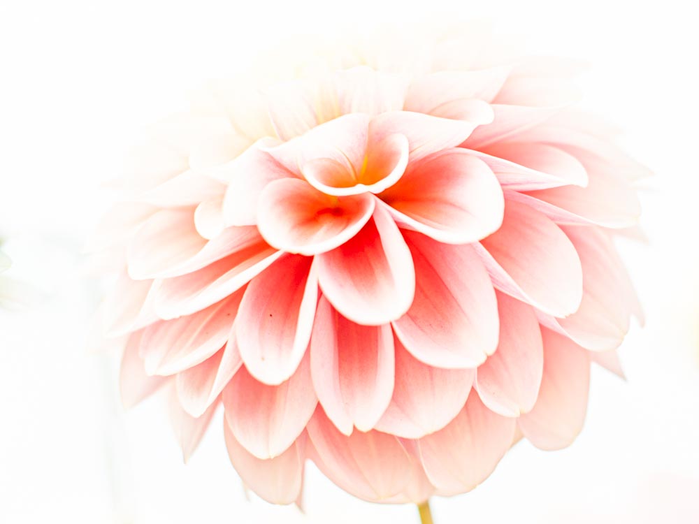 Dahlias 50 mm high key-1