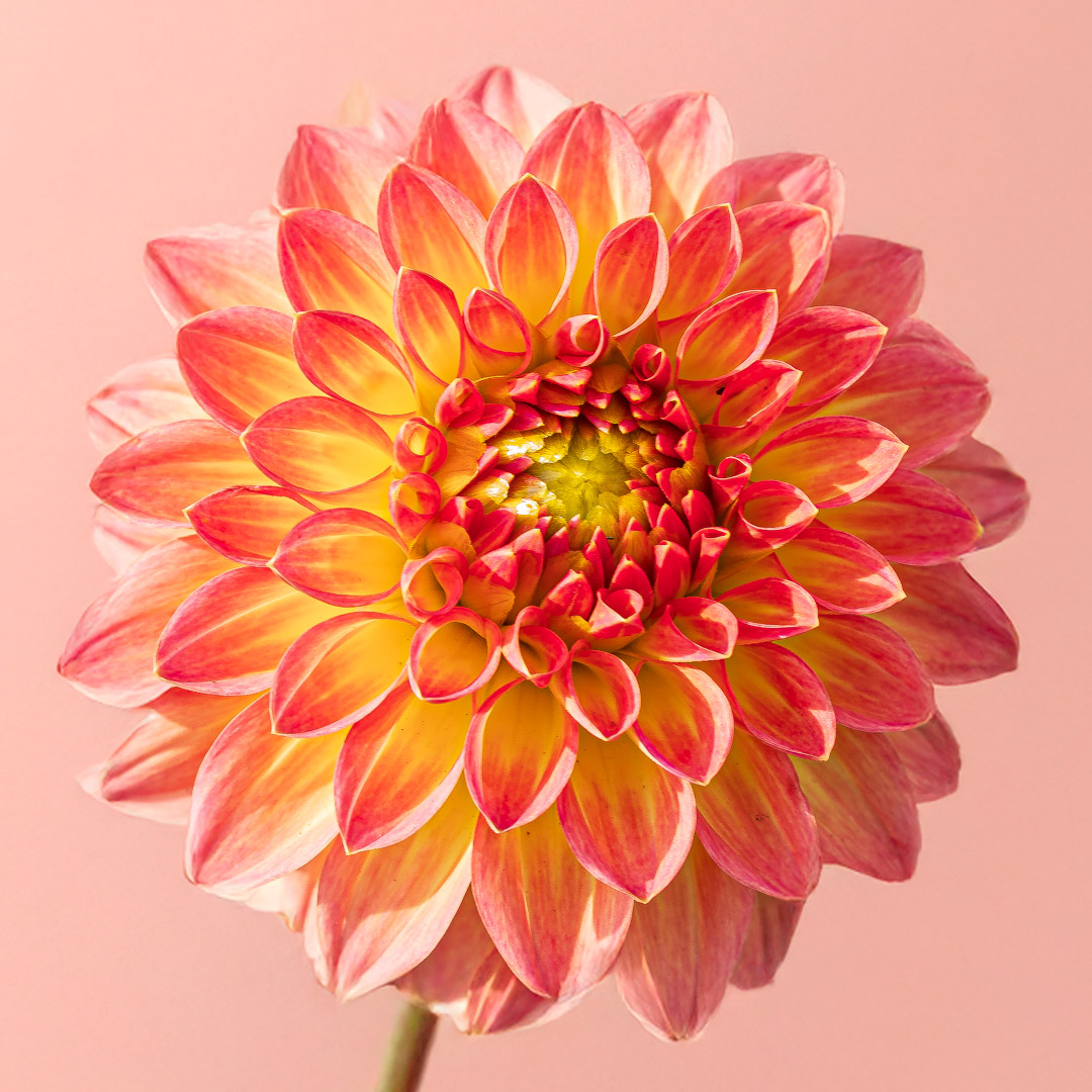 2025_01_Dahlia-1-bewerkt