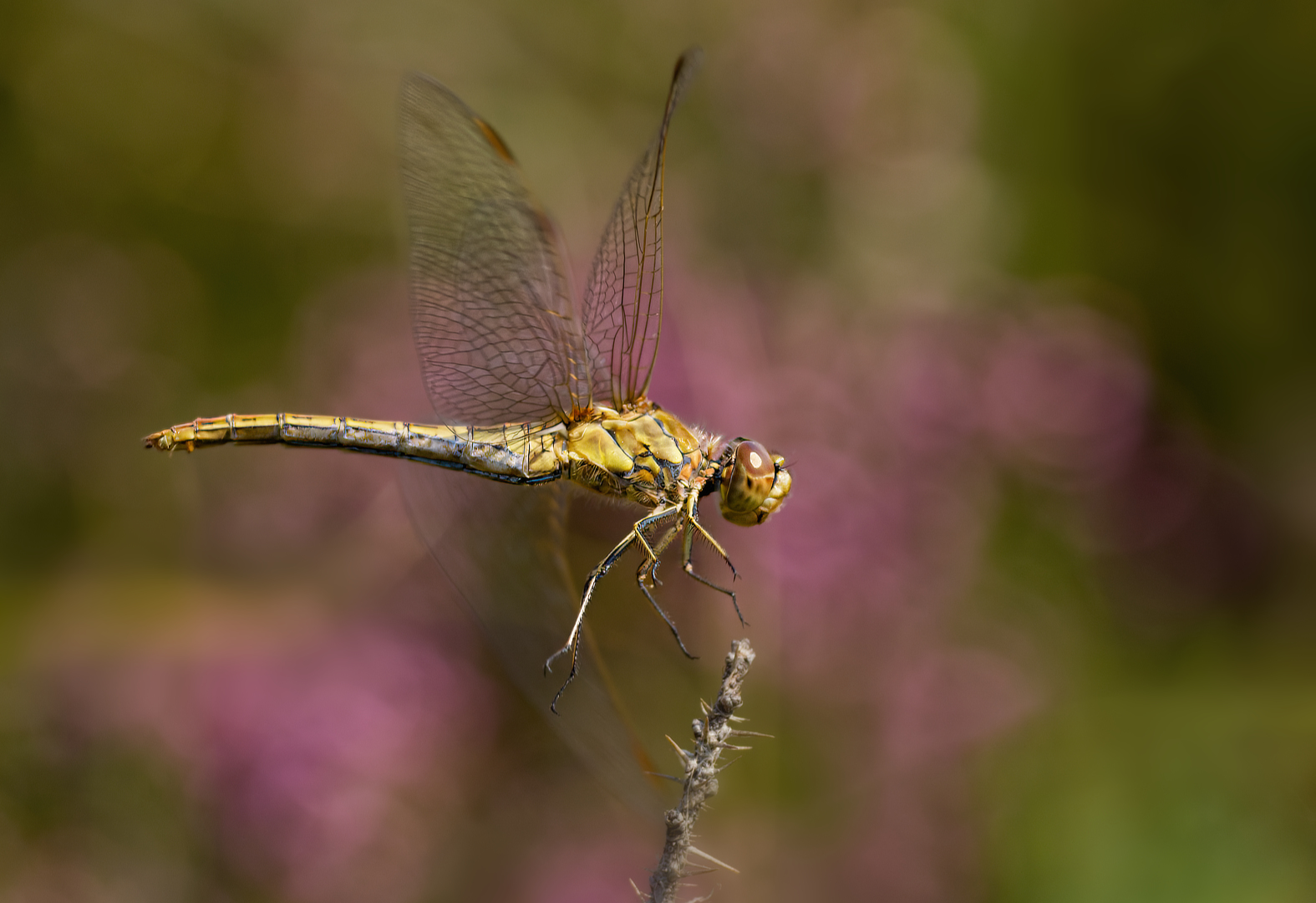 Steenrode heidelibel_DDN1