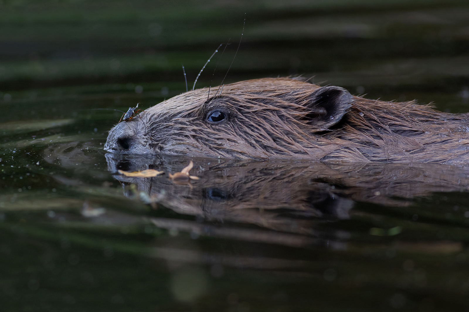 Roodpootschildwants  1780 v 1600 S