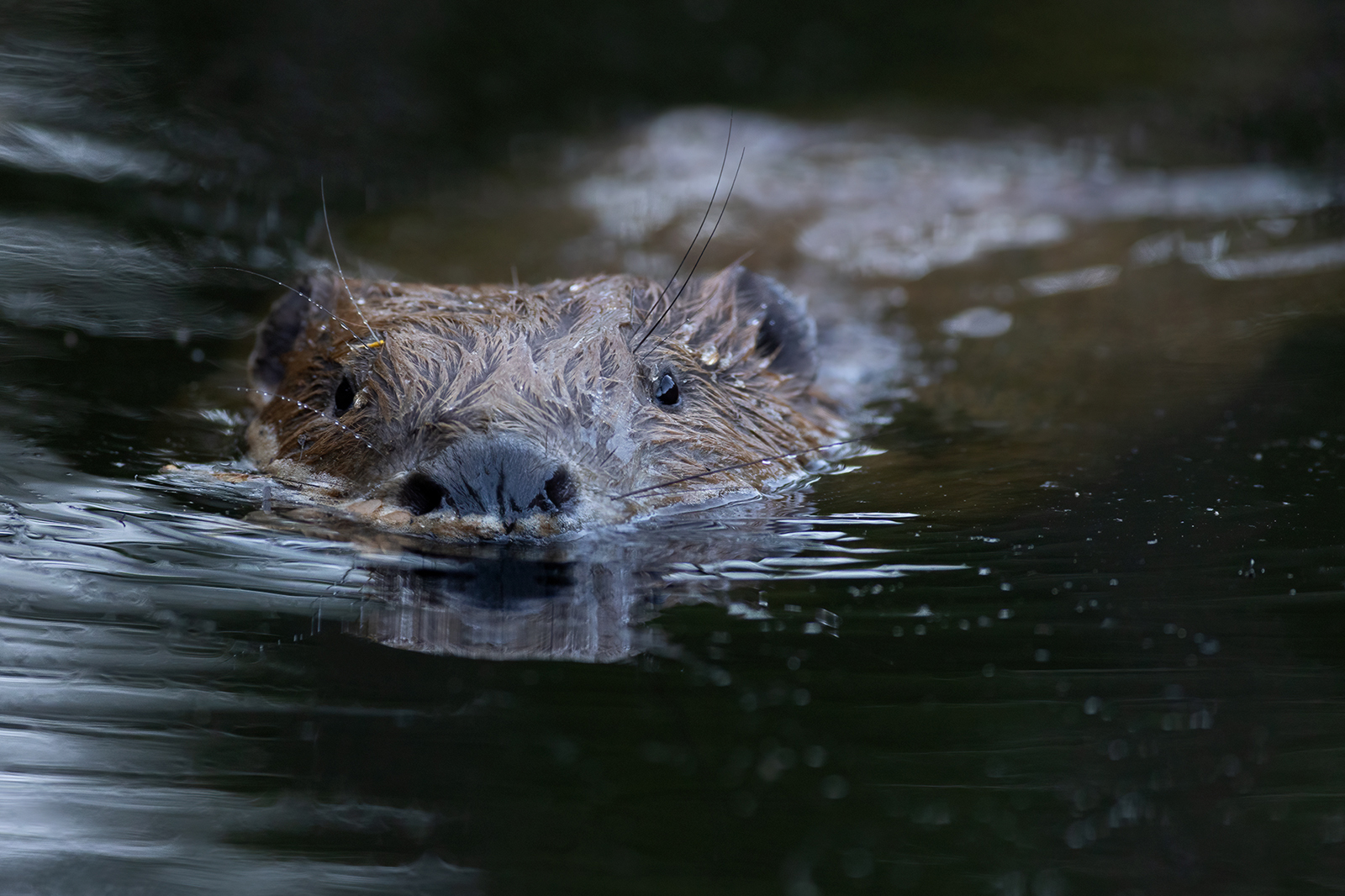 Bever 0743 v 1600 SN