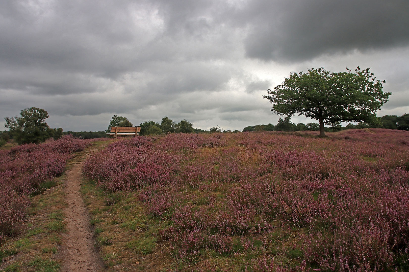 sized_IMG_2995_bewerkt-5