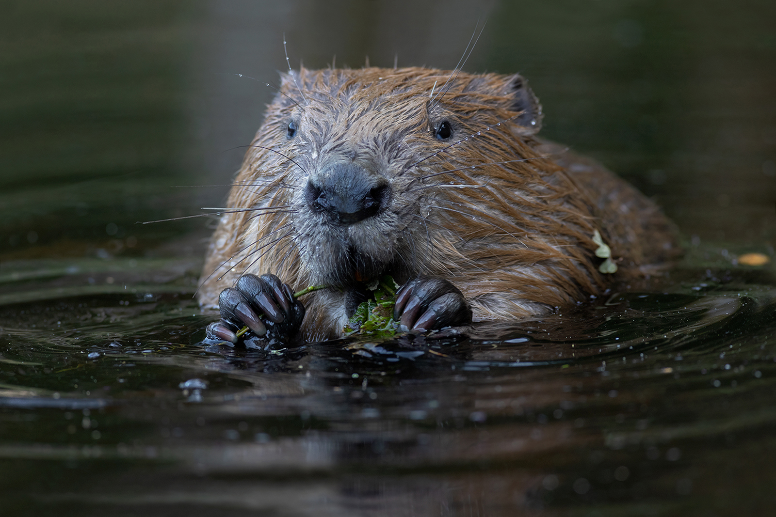 Bever 1880 v 1600 SGo