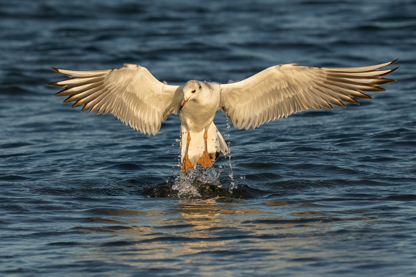 Kokmeeuw - Deel de Natuur - Loes Belovics