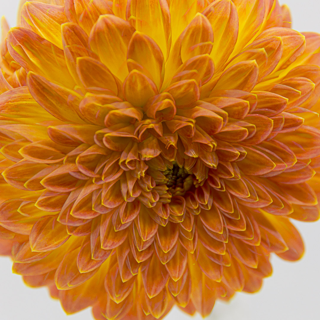 2025_01_Dahlia-34