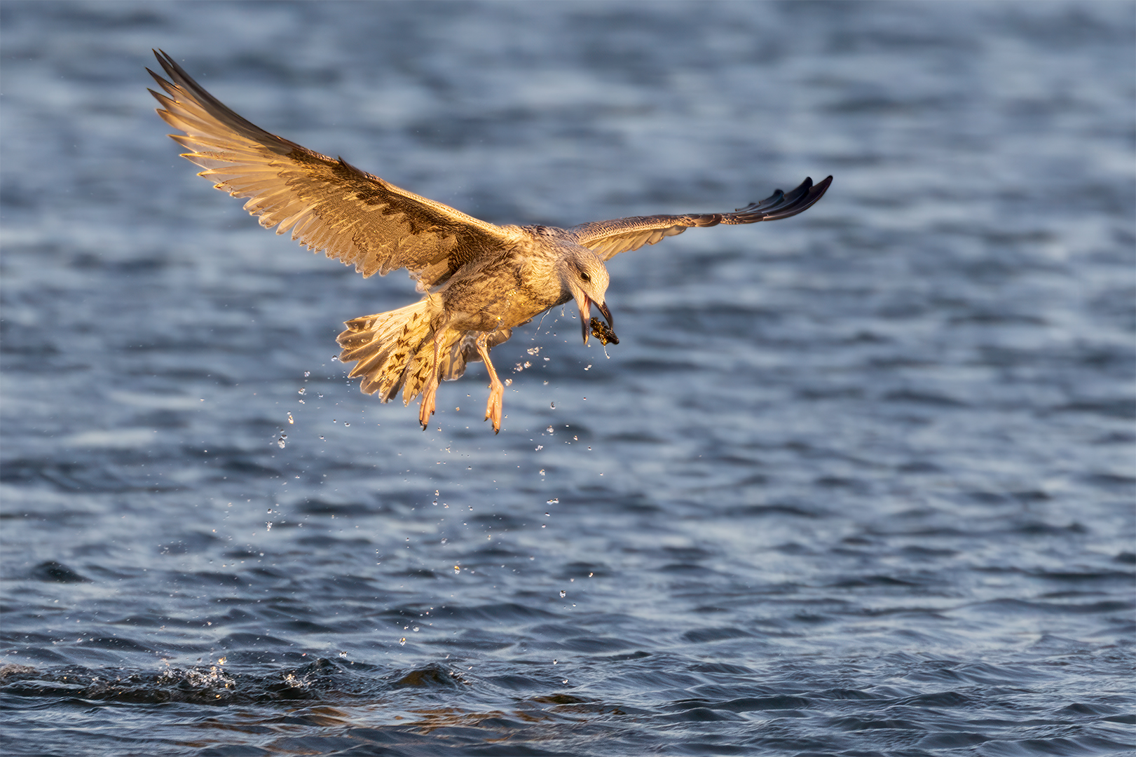 IMG_5181 corr 1080PX sRGB