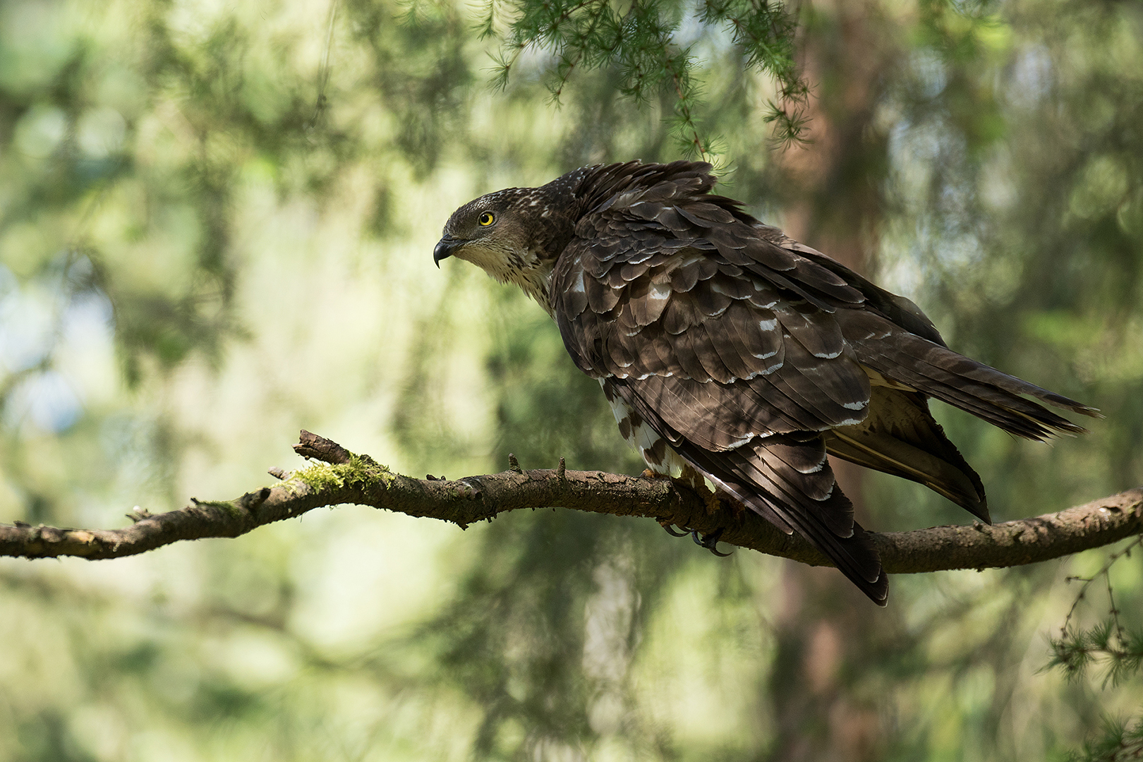 Wespendief-vrouw omg. Lochem _MG_9993