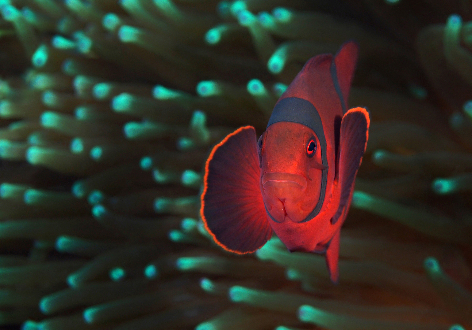 PE5A7288NIS3bwextraddn