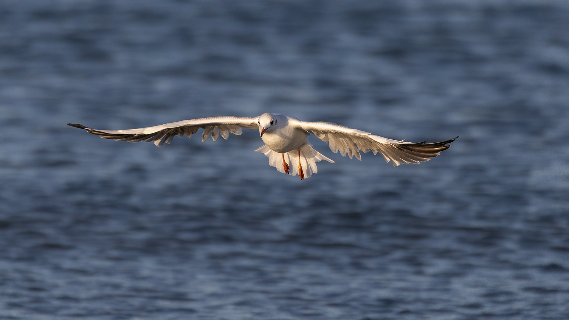 IMG_5563 corr 1080PX sRGB