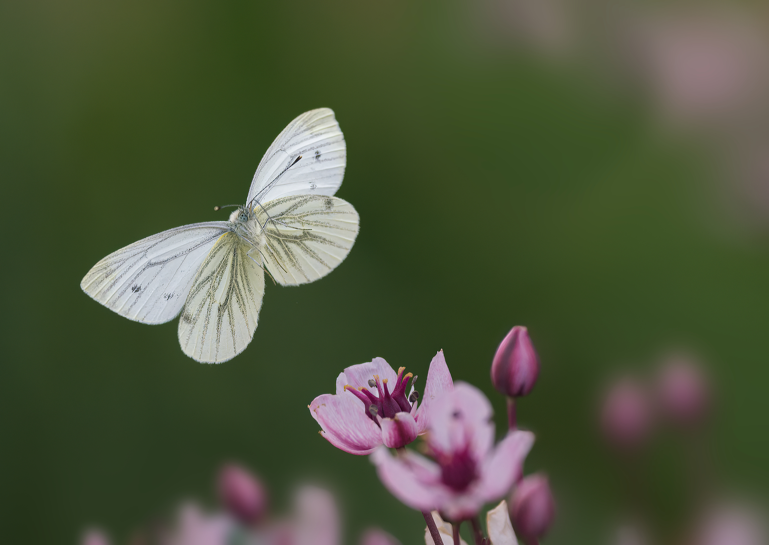 Klein geaderd witje_DDN