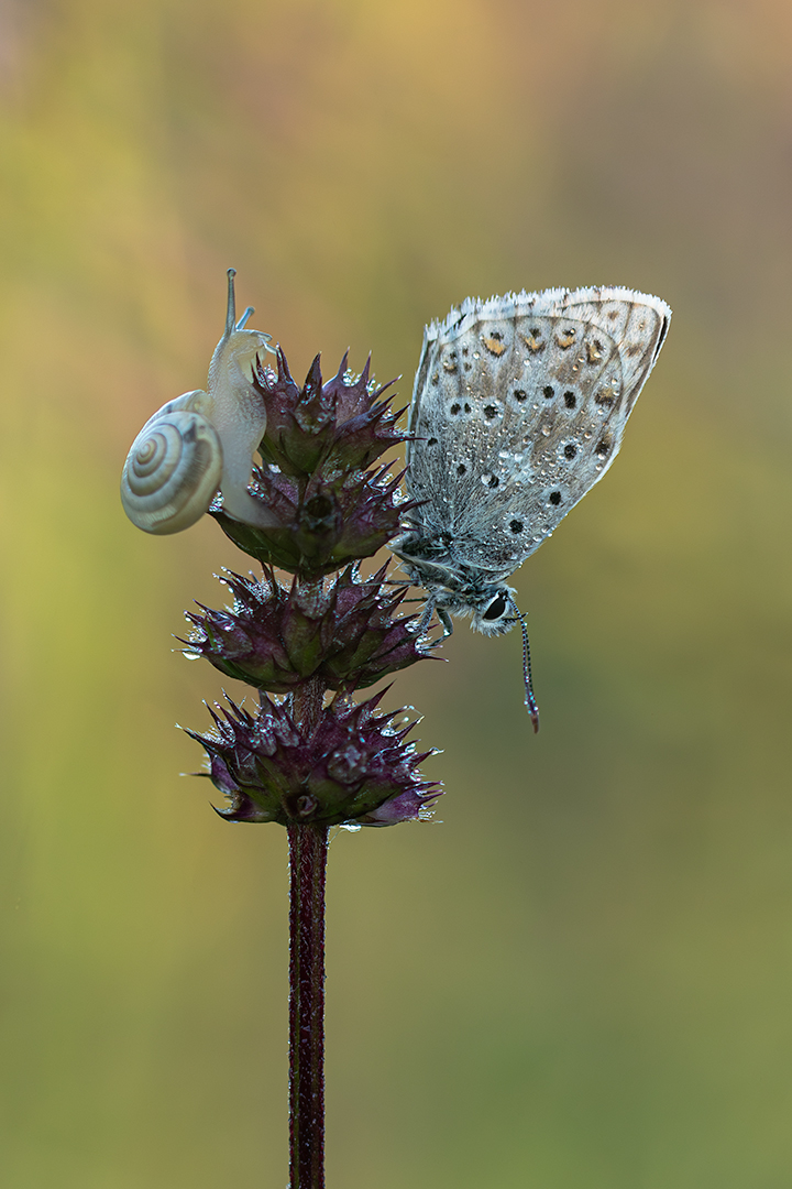 bleekblauwtje slak DDN