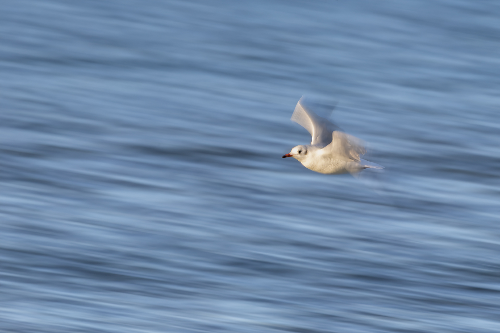 IMG_5951 corr 1080PX sRGB