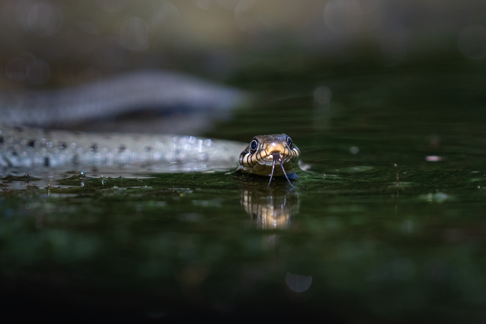 Ringslang - Deel de Natuur - Loes Belovics