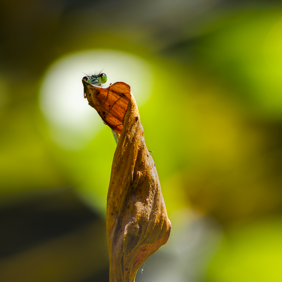 2025 tuin aug bewerkt-10