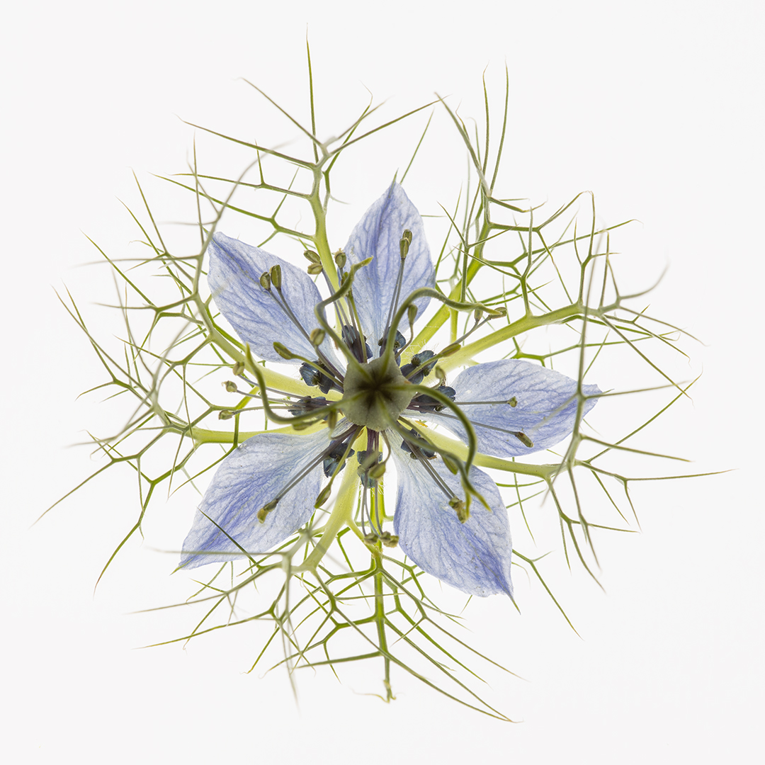 IMG_0304 corr 1080PX sRGB