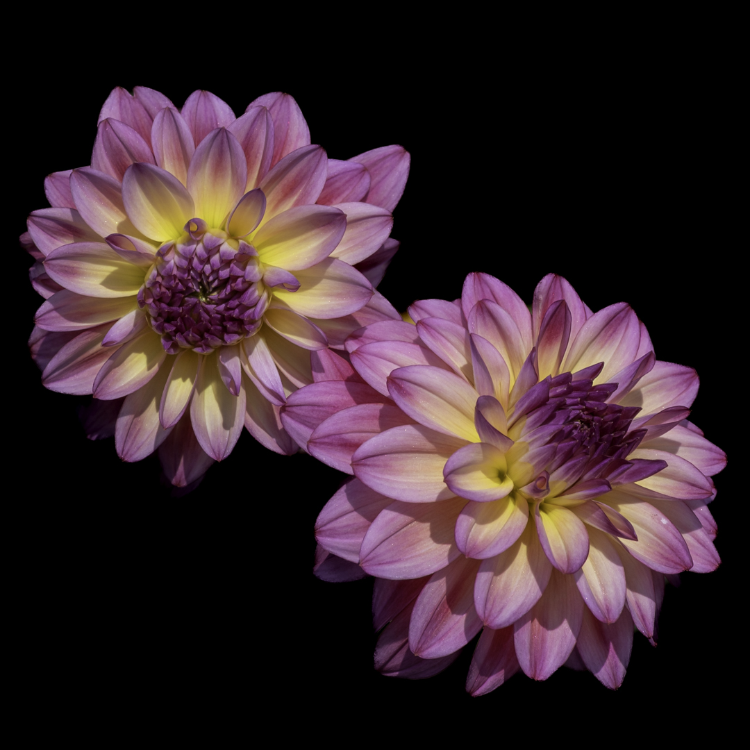 dahlia workshop -5431-2