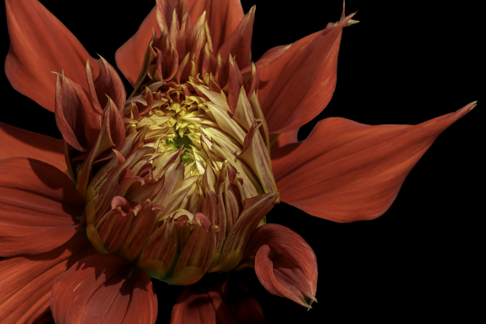 dahlia workshop -5426-4