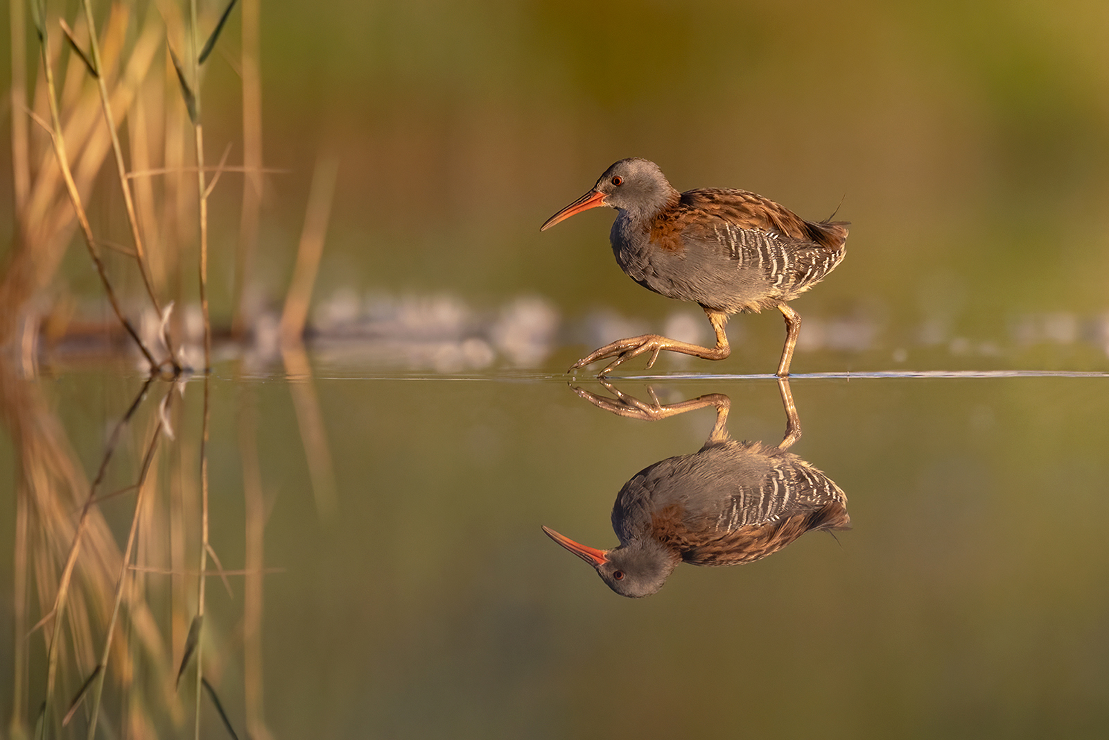 Waterral 3548 v 1600 SGG