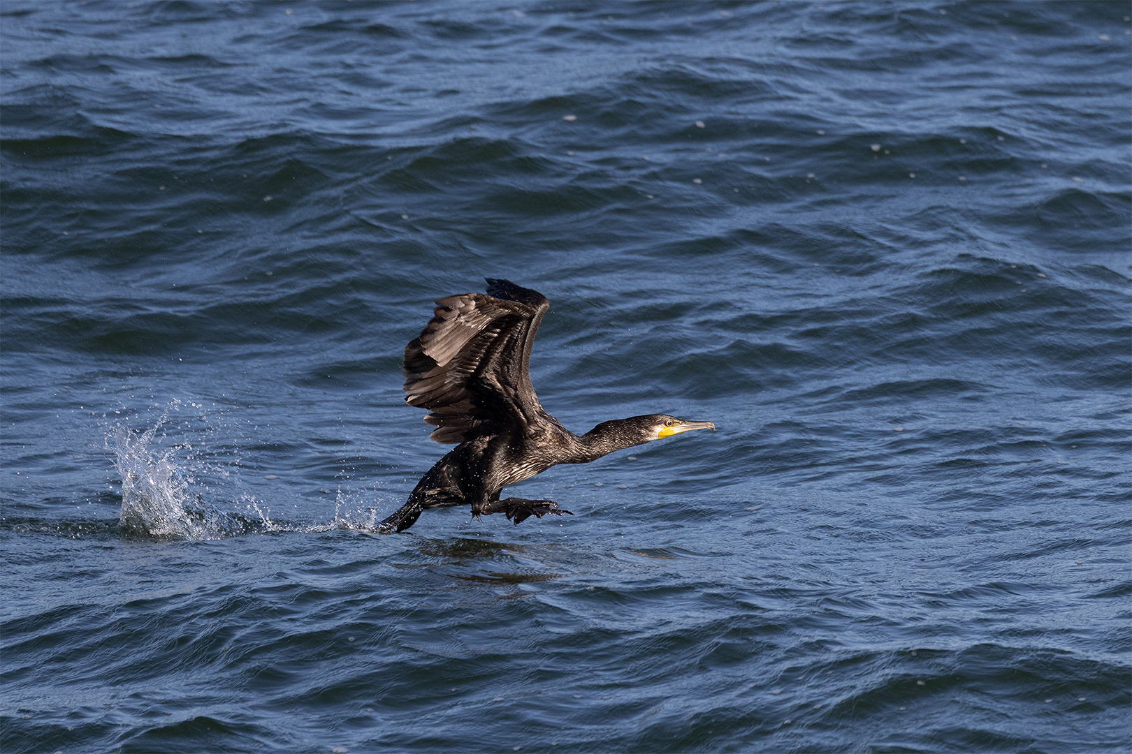 IMG_6758 corr 1080PX sRGB