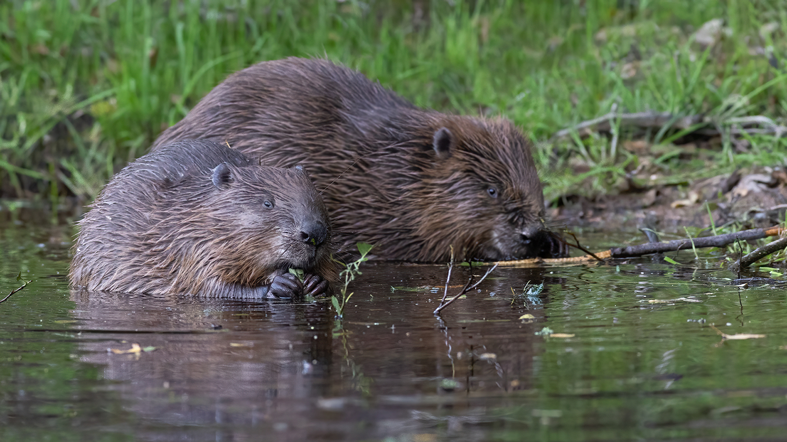 Bever 1600 v 1600 Sms