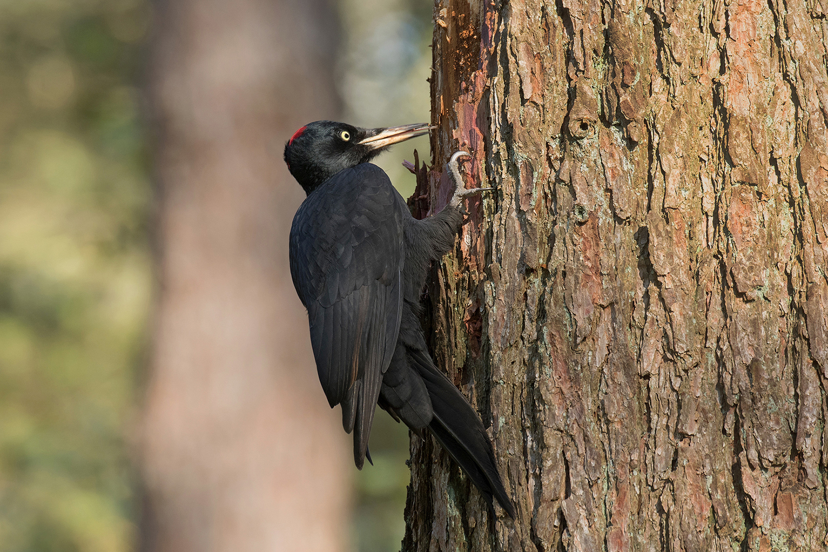 Zwarte Specht-vrouw omg. Lochem _MG_0467