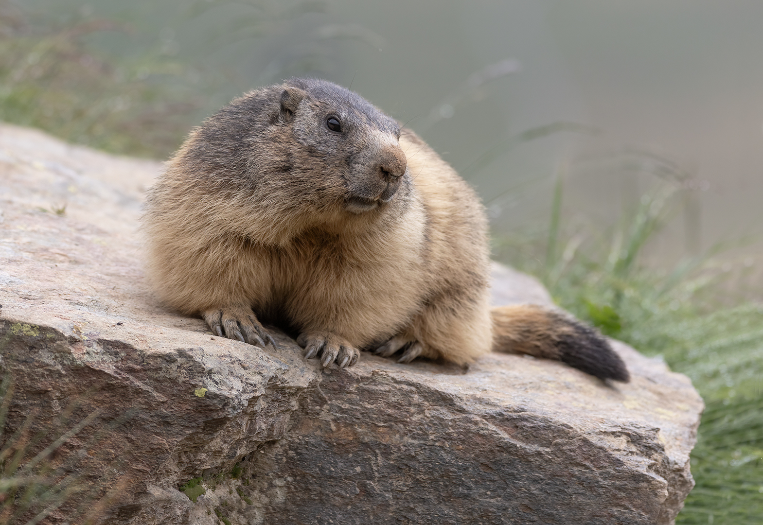 Alpenmarmot 7412 v 1080 S