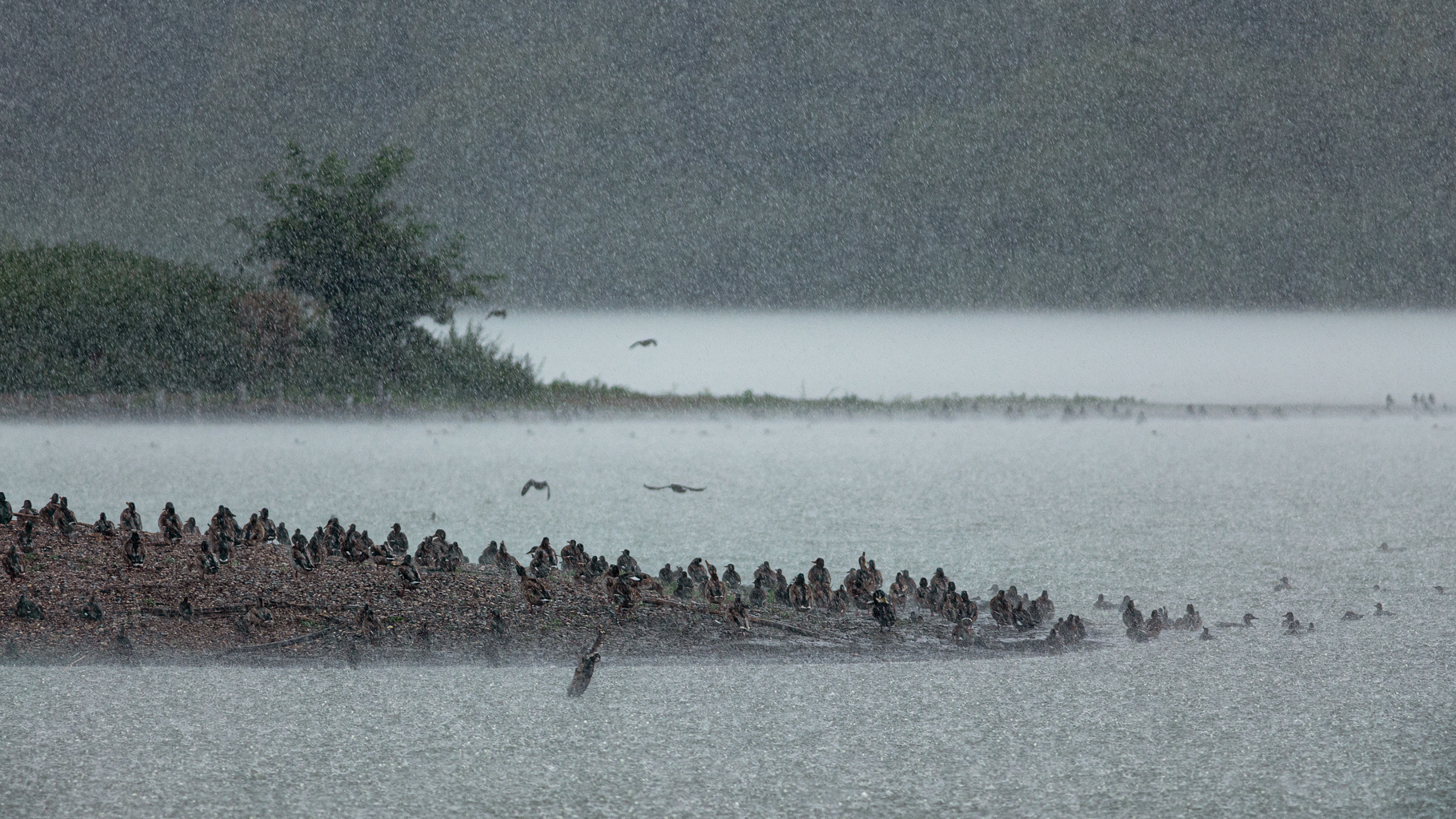 2508_Lepelaarsplassen-9589