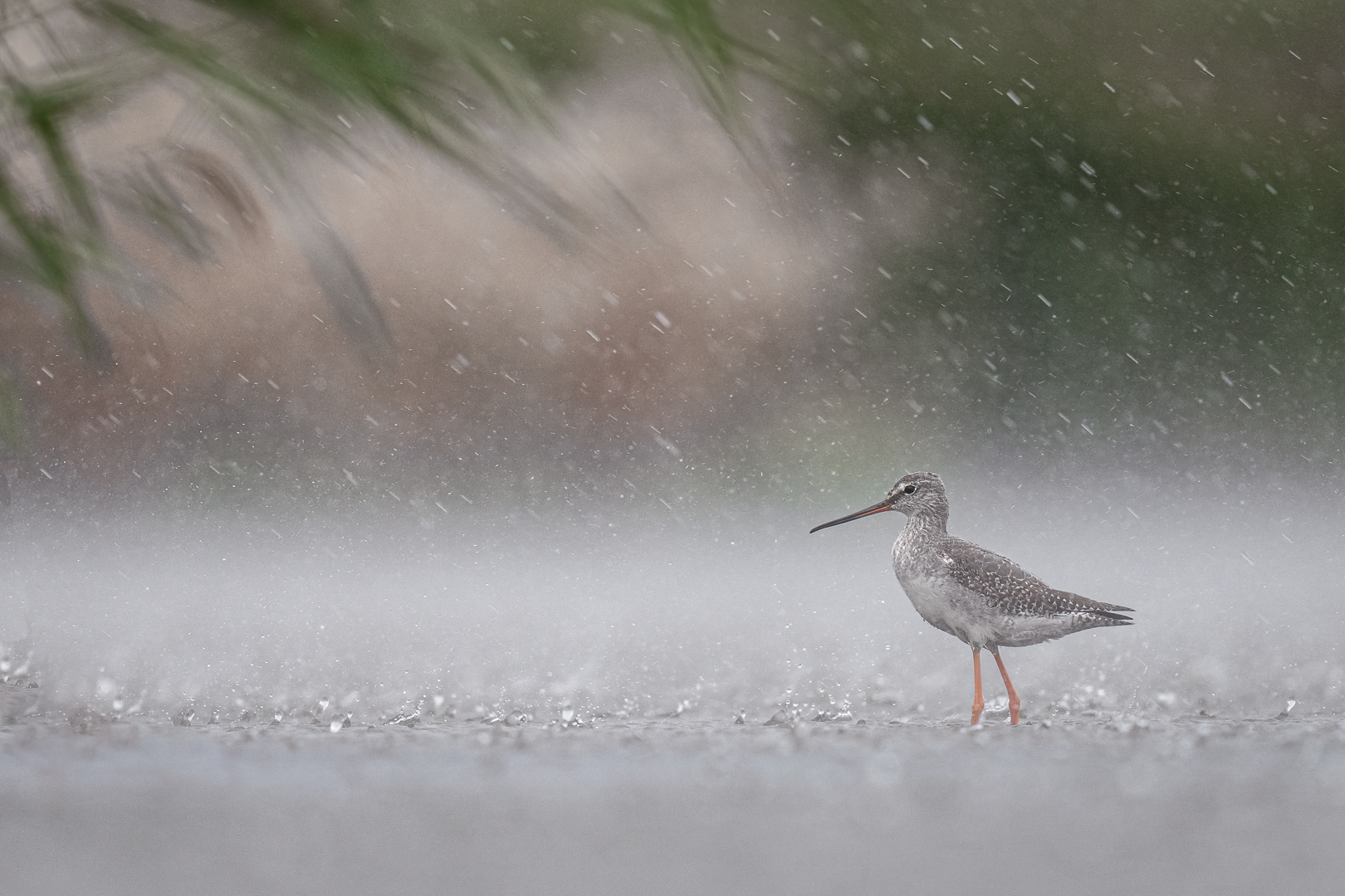 Zwarte-ruiter---Deel-de-Natuur---Loes-Belovics