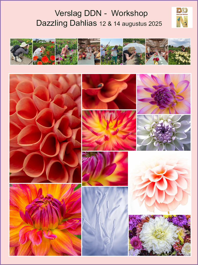 Spotlight verslag workshop Dazzling Dahlias 12 en 14-08-205 sRGB