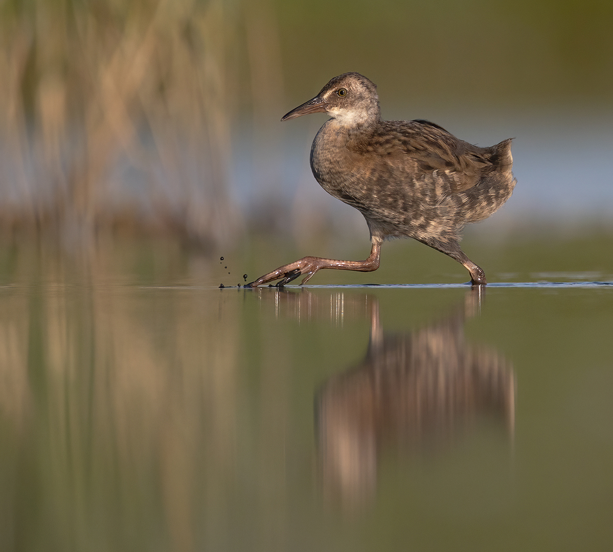 Waterral 3841 v 1080 SG