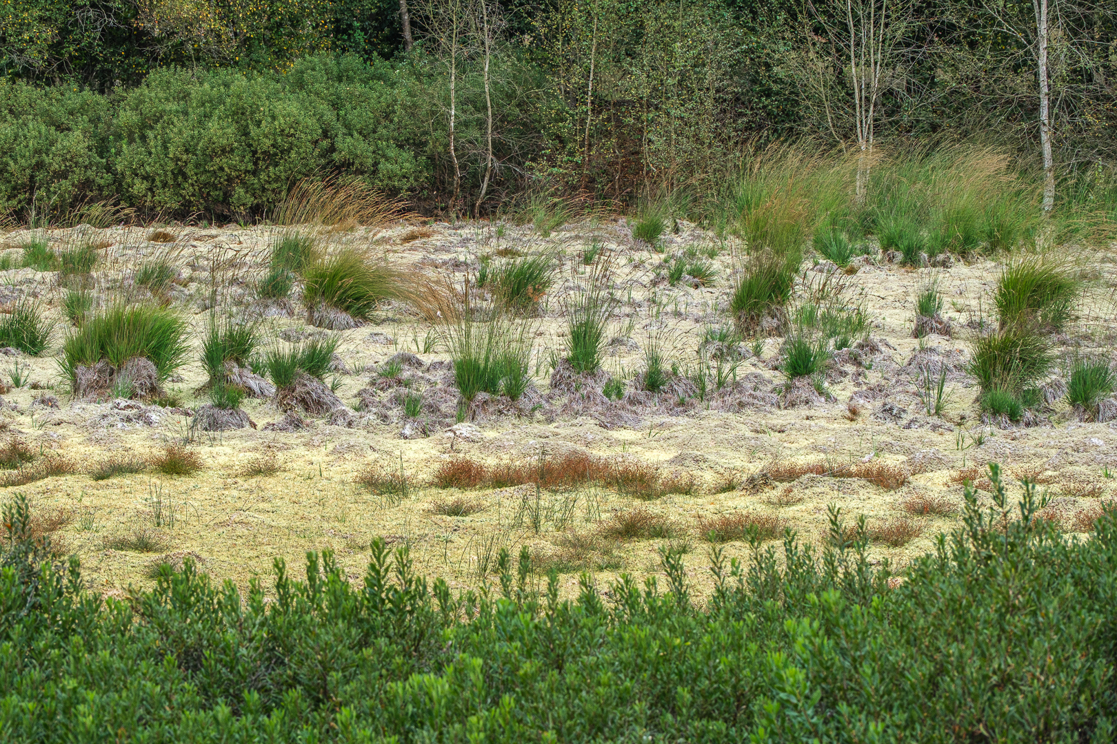 20250830 Buurserzand 443 DDN