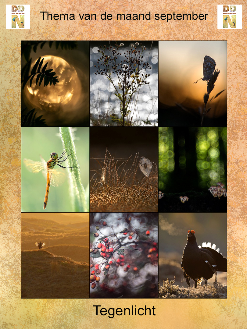 Spotlight - Tegenlicht