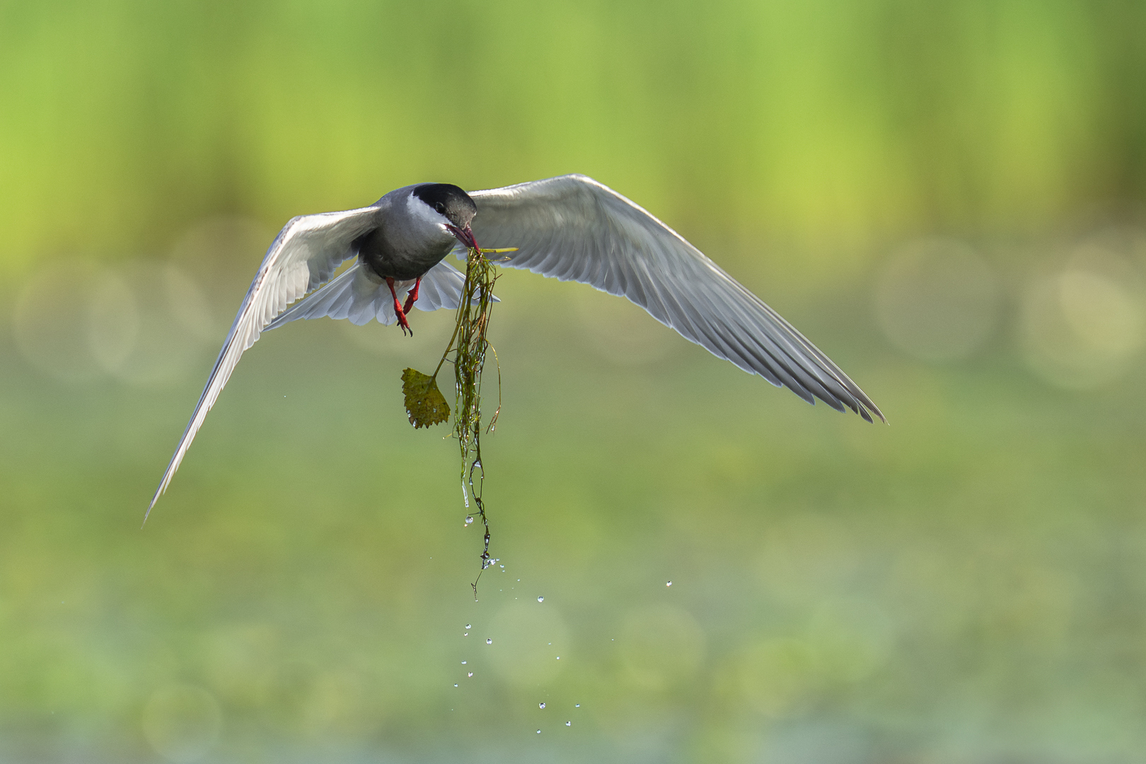 Witwangstern - Deel de Natuur - Loes Belovics