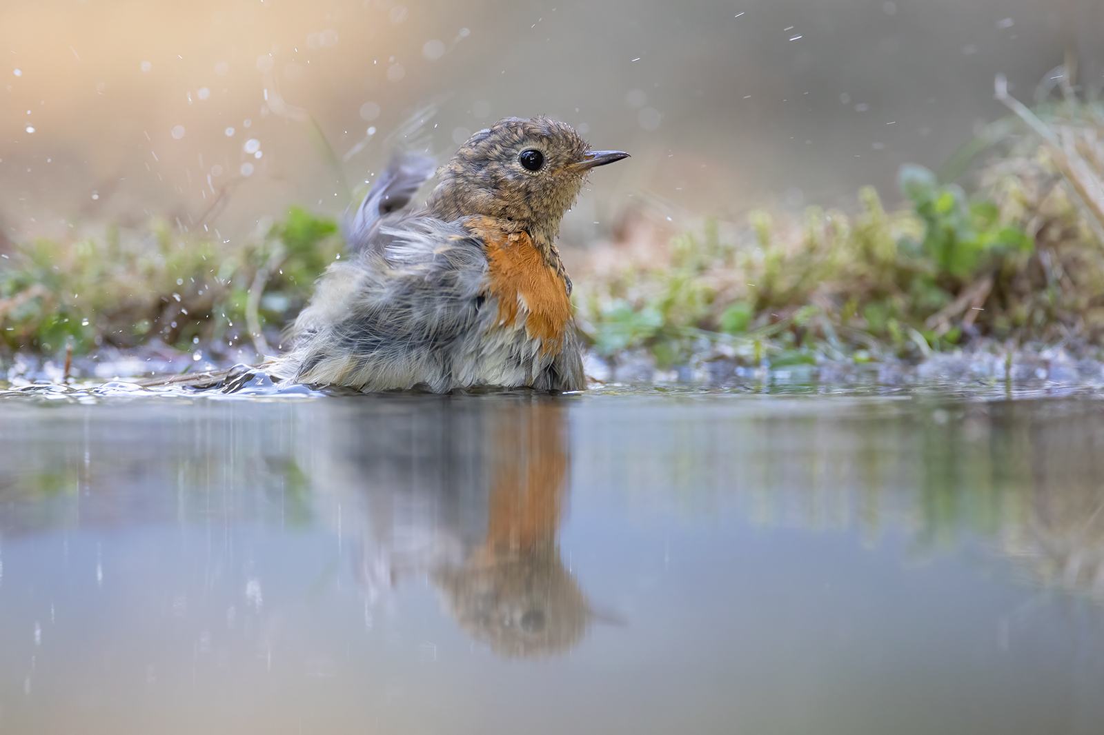 Roodborst 8774 v 1600 S