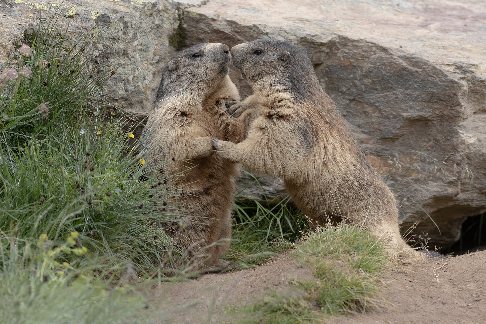 Alpenmarmot 7421 v 1600 S