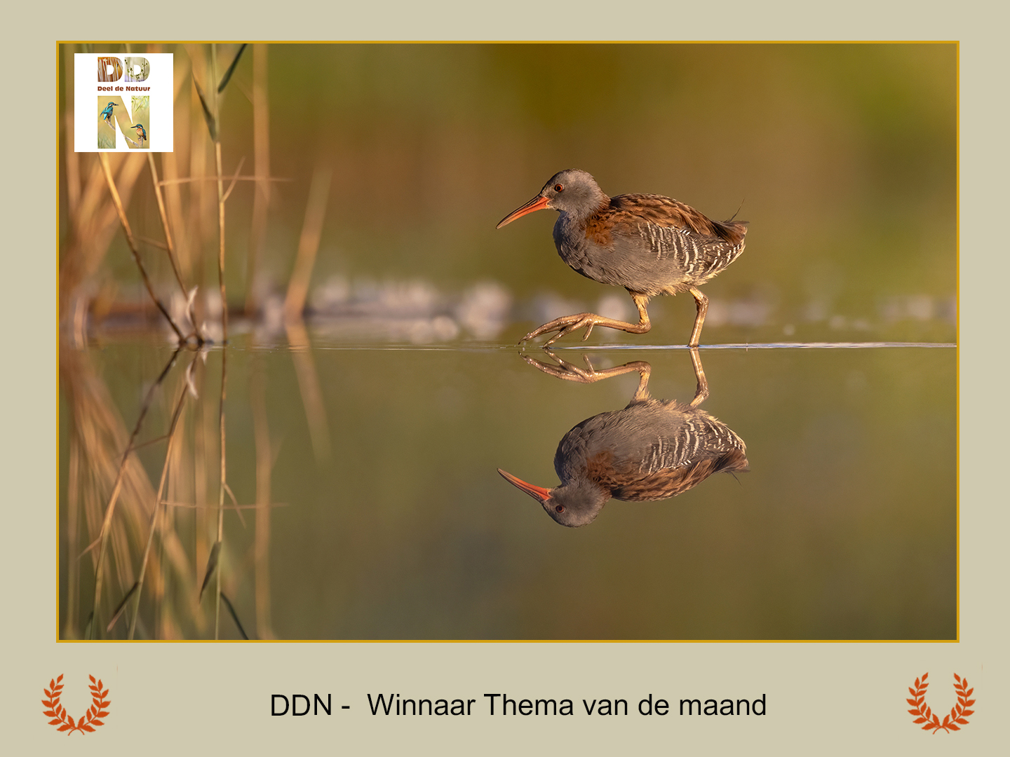 DDN Spotlight Winnaar maanthema 08-2025 C