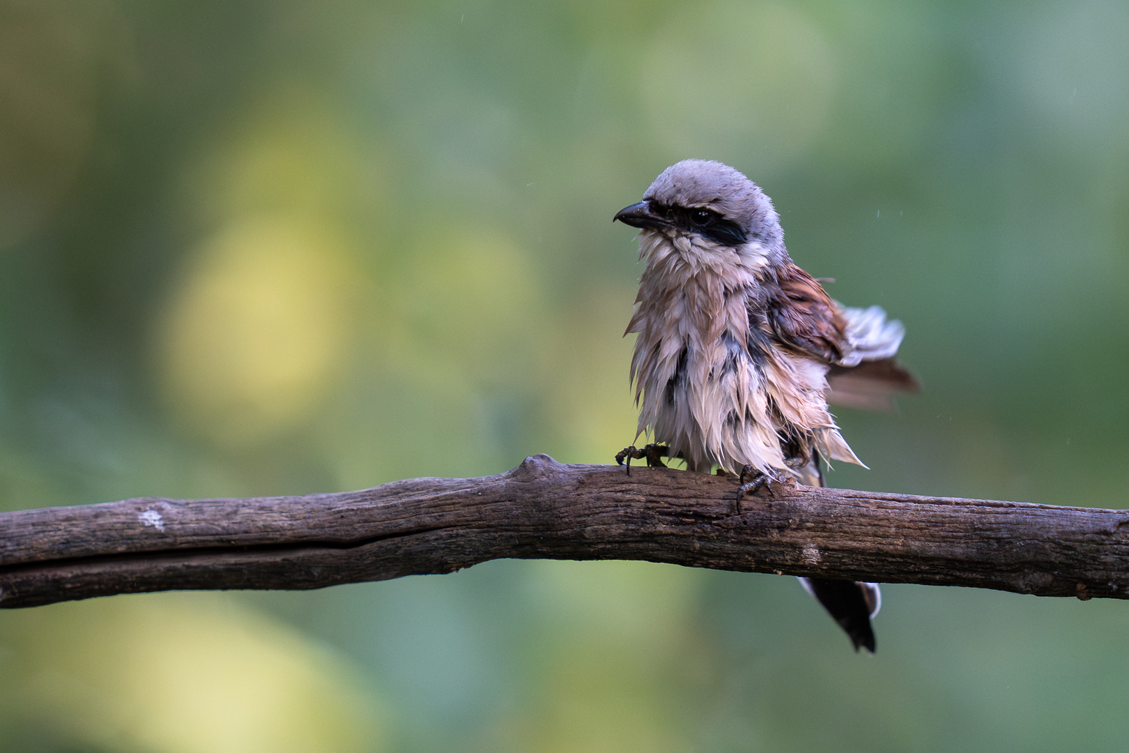 Grauwe Klauwier - Deel de Natuur -  Loes Belovics