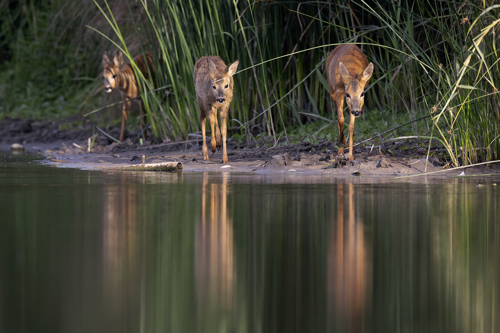 ree 037 ouder en 2 reebokjes MOOI