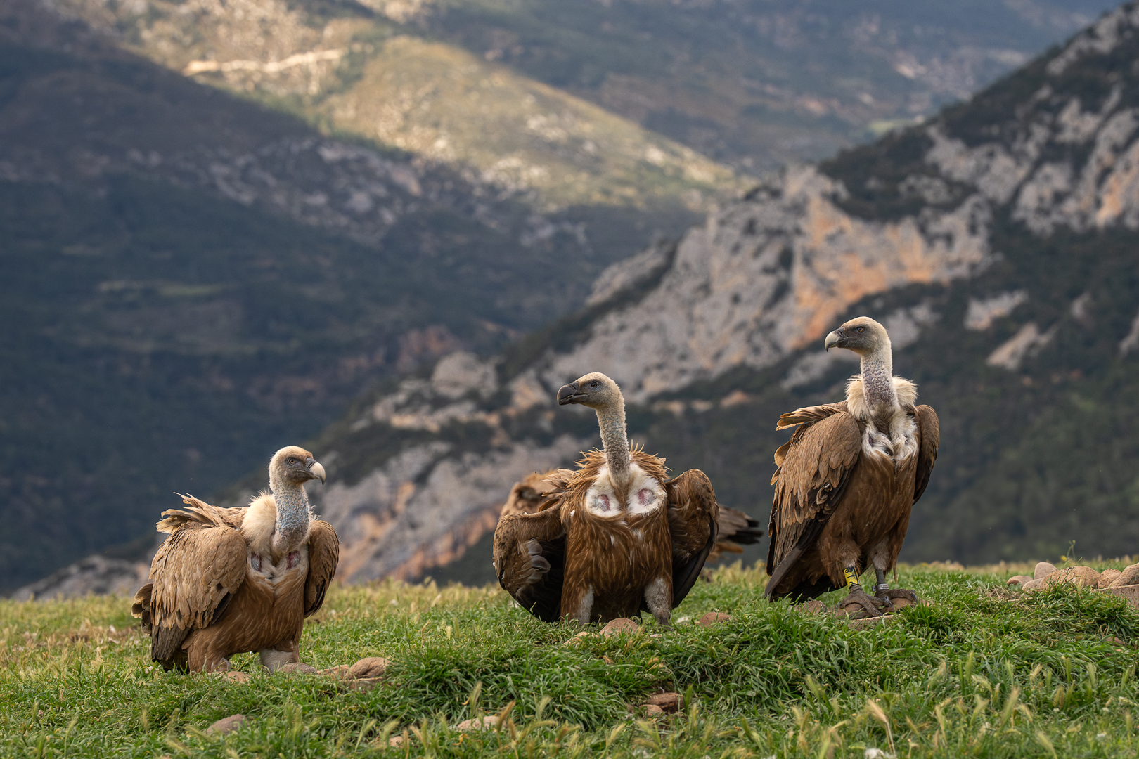 Vale Gier - Deel de Natuur - Loes Belovics