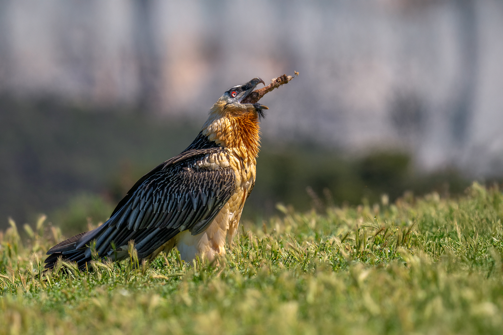 Lammergier - Deel de Natuur - Loes Belovics